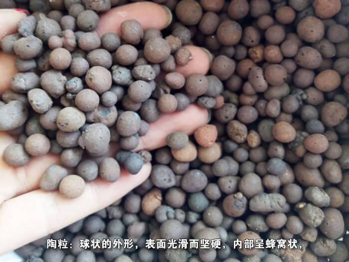 AͲD(zhun)YY